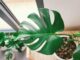 Monstera deliciosa